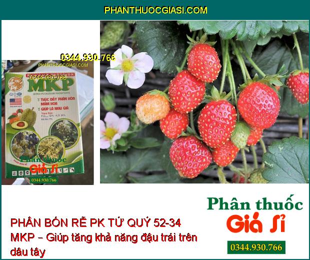 PHÂN BÓN RỄ PK TỨ QUÝ 52-34 MKP – Hoa To- Cuống Khỏe- Dày Lá- Cứng Cây