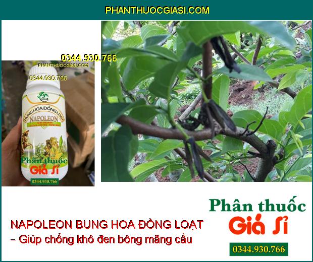 PHÂN BÓN NAPOLEON BUNG HOA ĐỒNG LOẠT – Bật Mầm Hoa Mạnh- Tăng Đậu Trái