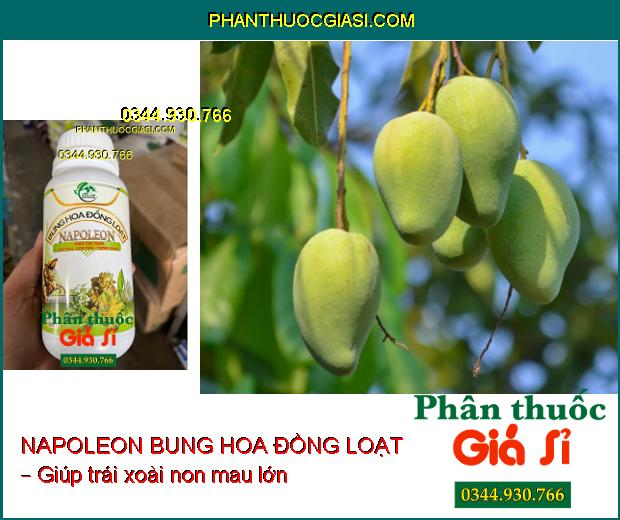 PHÂN BÓN NAPOLEON BUNG HOA ĐỒNG LOẠT – Bật Mầm Hoa Mạnh- Tăng Đậu Trái