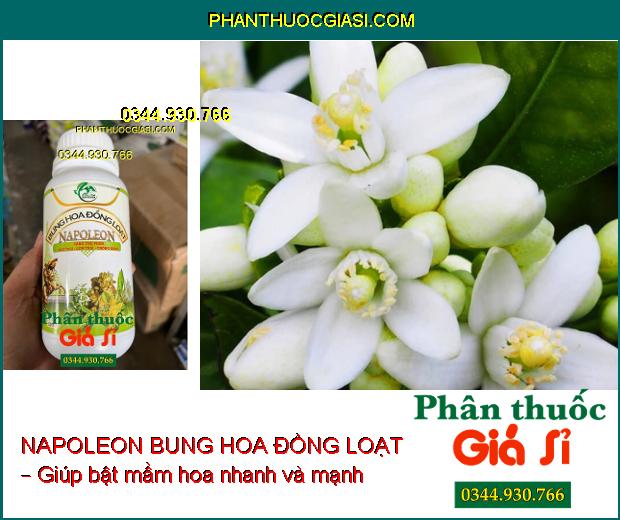 PHÂN BÓN NAPOLEON BUNG HOA ĐỒNG LOẠT – Bật Mầm Hoa Mạnh- Tăng Đậu Trái