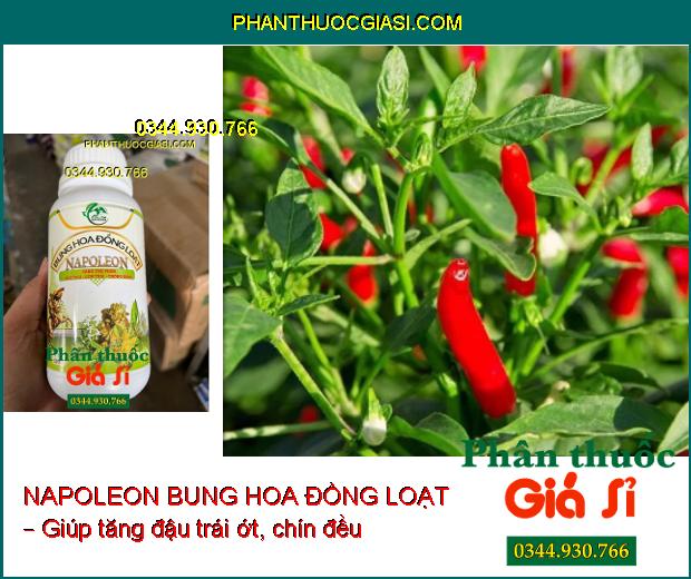 PHÂN BÓN NAPOLEON BUNG HOA ĐỒNG LOẠT – Bật Mầm Hoa Mạnh- Tăng Đậu Trái