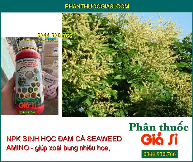 NPK SINH HỌC ĐẠM CÁ SEAWEED AMINO - Mát Cây- Nhú Đọt Mạnh- Phì Trái- Chắc Trái