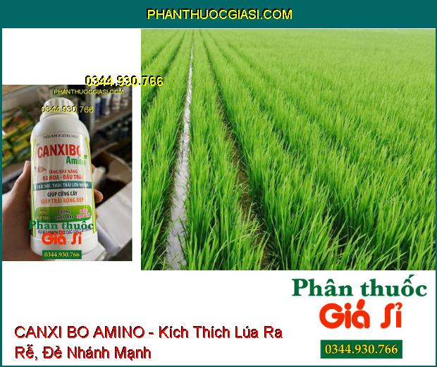 CANXI BO AMINO - Tăng Ra Hoa- Đậu Trái Nhiều- Trái Lớn Nhanh- Bóng Đẹp