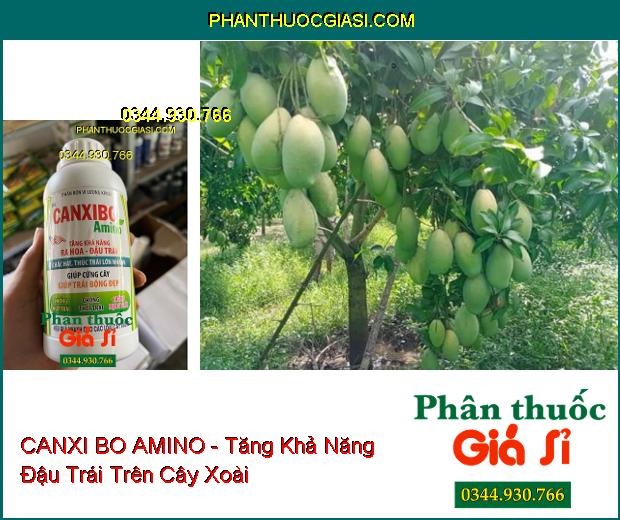 CANXI BO AMINO - Tăng Ra Hoa- Đậu Trái Nhiều- Trái Lớn Nhanh- Bóng Đẹp