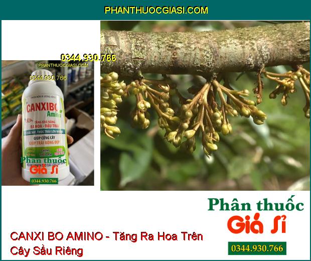 CANXI BO AMINO - Tăng Ra Hoa- Đậu Trái Nhiều- Trái Lớn Nhanh- Bóng Đẹp