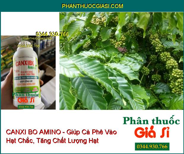 CANXI BO AMINO - Tăng Ra Hoa- Đậu Trái Nhiều- Trái Lớn Nhanh- Bóng Đẹp