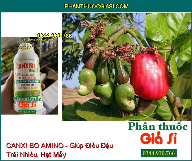 CANXI BO AMINO - Tăng Ra Hoa- Đậu Trái Nhiều- Trái Lớn Nhanh- Bóng Đẹp