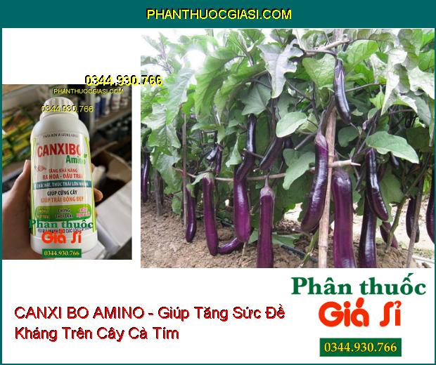 CANXI BO AMINO - Tăng Ra Hoa- Đậu Trái Nhiều- Trái Lớn Nhanh- Bóng Đẹp