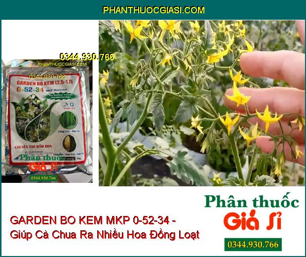 GARDEN BO KEM MKP 0-52-34 - Chuyên Tạo Mầm Hoa- Chặn Đọt- Nuôi Trái