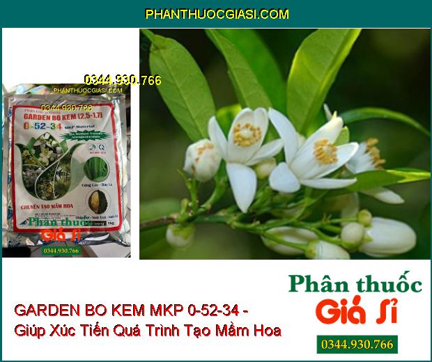 GARDEN BO KEM MKP 0-52-34 - Chuyên Tạo Mầm Hoa- Chặn Đọt- Nuôi Trái