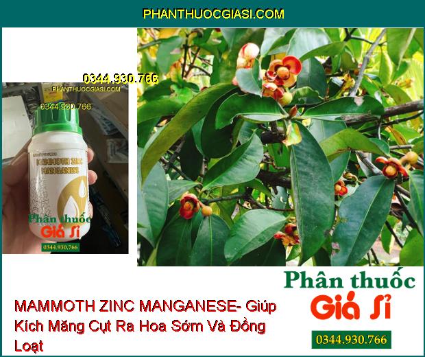 MAMMOTH ZINC MANGANESE- Ra Rễ Nhiều- Ra Hoa Đồng Loạt- Kích Trái Lớn- Tăng Độ Ngọt