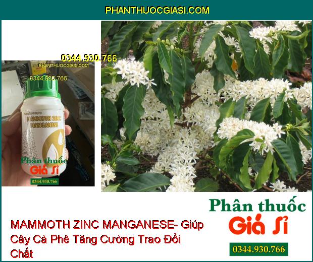 MAMMOTH ZINC MANGANESE- Ra Rễ Nhiều- Ra Hoa Đồng Loạt- Kích Trái Lớn- Tăng Độ Ngọt