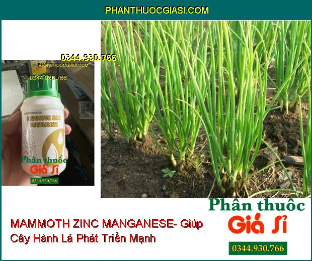 MAMMOTH ZINC MANGANESE- Ra Rễ Nhiều- Ra Hoa Đồng Loạt- Kích Trái Lớn- Tăng Độ Ngọt