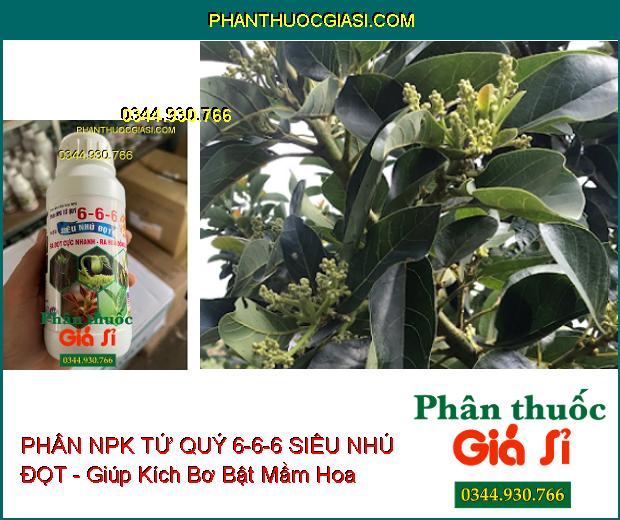 PHÂN NPK TỨ QUÝ 6-6-6 SIÊU NHÚ ĐỌT - Ra Đọt Cực Nhanh- Ra Hoa Đồng Loạt