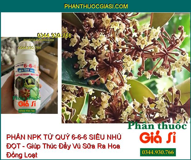 PHÂN NPK TỨ QUÝ 6-6-6 SIÊU NHÚ ĐỌT - Ra Đọt Cực Nhanh- Ra Hoa Đồng Loạt