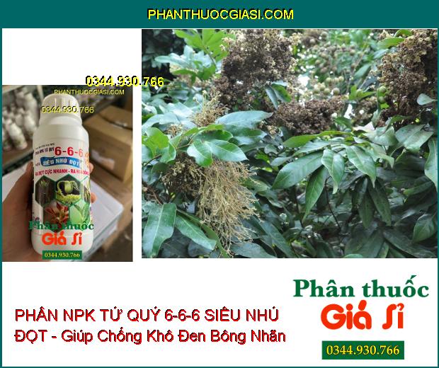 PHÂN NPK TỨ QUÝ 6-6-6 SIÊU NHÚ ĐỌT - Ra Đọt Cực Nhanh- Ra Hoa Đồng Loạt