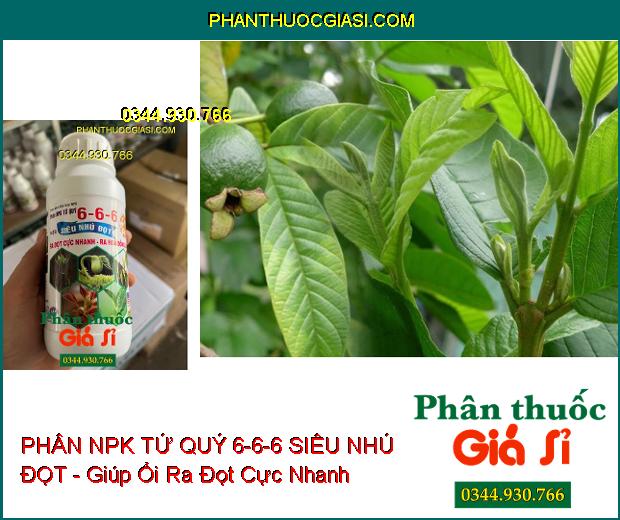 PHÂN NPK TỨ QUÝ 6-6-6 SIÊU NHÚ ĐỌT - Ra Đọt Cực Nhanh- Ra Hoa Đồng Loạt