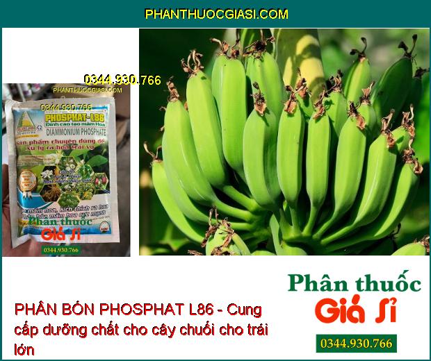 PHÂN BÓN PHOSPHAT L86 - Xử Lý Ra Hoa Trái Vụ- Phân Hóa Mầm Hoa Cực Mạnh