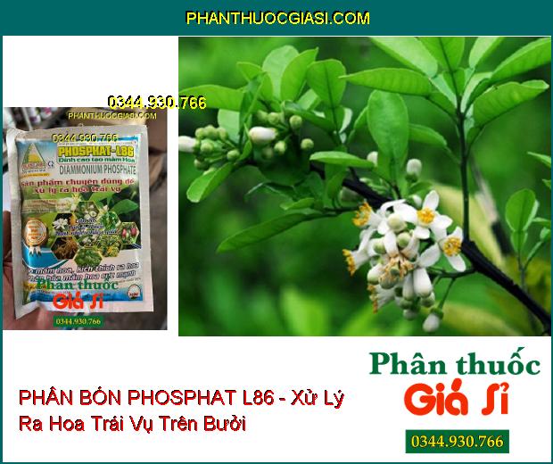 PHÂN BÓN PHOSPHAT L86 - Xử Lý Ra Hoa Trái Vụ- Phân Hóa Mầm Hoa Cực Mạnh