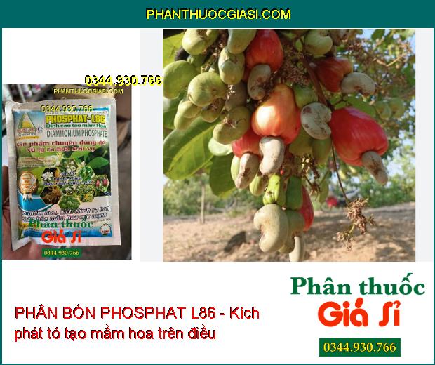 PHÂN BÓN PHOSPHAT L86 - Xử Lý Ra Hoa Trái Vụ- Phân Hóa Mầm Hoa Cực Mạnh