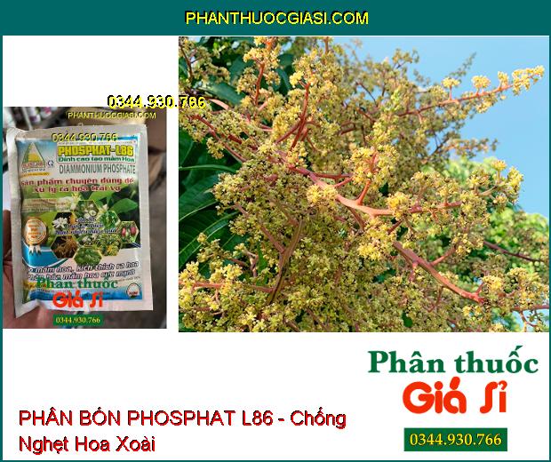 PHÂN BÓN PHOSPHAT L86 - Xử Lý Ra Hoa Trái Vụ- Phân Hóa Mầm Hoa Cực Mạnh