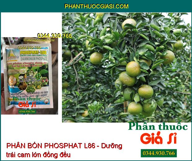 PHÂN BÓN PHOSPHAT L86 - Xử Lý Ra Hoa Trái Vụ- Phân Hóa Mầm Hoa Cực Mạnh