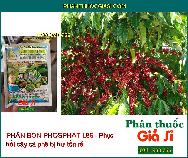 PHÂN BÓN PHOSPHAT L86 - Xử Lý Ra Hoa Trái Vụ- Phân Hóa Mầm Hoa Cực Mạnh