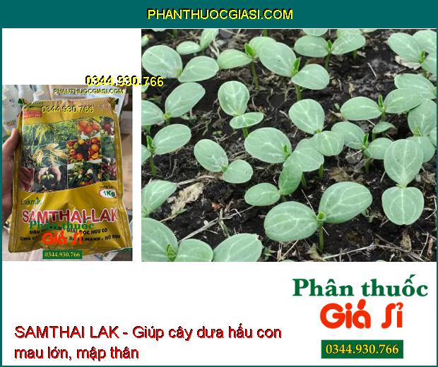 SAMTHAI LAK - Giải Độc Hữu Cơ- Cứng Cây- Xanh Lá- Ra Rễ Mạnh- Nở Bụi