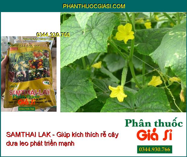 SAMTHAI LAK - Giải Độc Hữu Cơ- Cứng Cây- Xanh Lá- Ra Rễ Mạnh- Nở Bụi