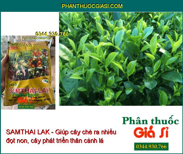 SAMTHAI LAK - Giải Độc Hữu Cơ- Cứng Cây- Xanh Lá- Ra Rễ Mạnh- Nở Bụi