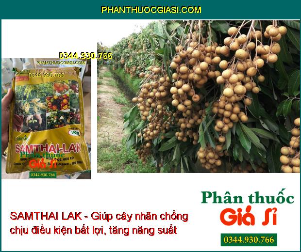 SAMTHAI LAK - Giải Độc Hữu Cơ- Cứng Cây- Xanh Lá- Ra Rễ Mạnh- Nở Bụi