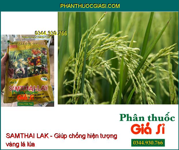 SAMTHAI LAK - Giải Độc Hữu Cơ- Cứng Cây- Xanh Lá- Ra Rễ Mạnh- Nở Bụi