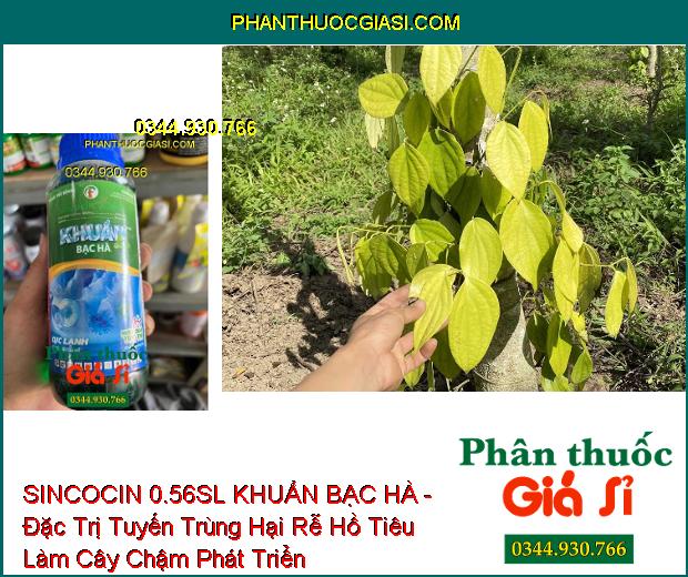 SINCOCIN 0.56SL KHUẨN BẠC HÀ - Đặc Trị Nấm Khuẩn- Tuyến Trùng Gây Hại