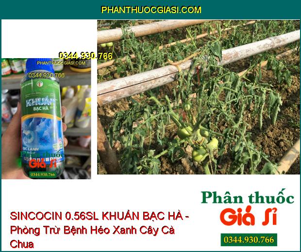 SINCOCIN 0.56SL KHUẨN BẠC HÀ - Đặc Trị Nấm Khuẩn- Tuyến Trùng Gây Hại