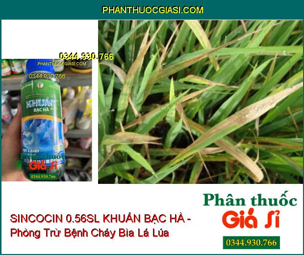 SINCOCIN 0.56SL KHUẨN BẠC HÀ - Đặc Trị Nấm Khuẩn- Tuyến Trùng Gây Hại