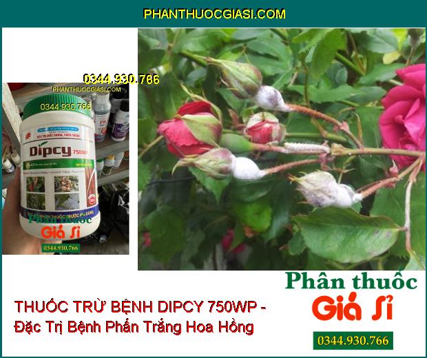 THUỐC TRỪ BỆNH DIPCY 750WP - Đặc Trị Mốc Sương- Phấn Trắng 