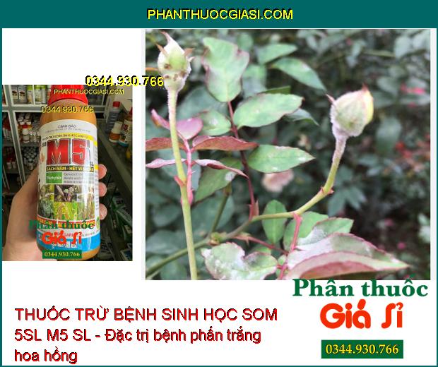 THUỐC TRỪ BỆNH SINH HỌC SOM 5SL M5 SL - Diệt Sạch Nấm- Hết Vi Khuẩn- Chống Cháy Lá Sầu Riêng- Hết Xơ Đen Mít