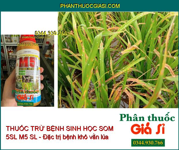 THUỐC TRỪ BỆNH SINH HỌC SOM 5SL M5 SL - Diệt Sạch Nấm- Hết Vi Khuẩn- Chống Cháy Lá Sầu Riêng- Hết Xơ Đen Mít