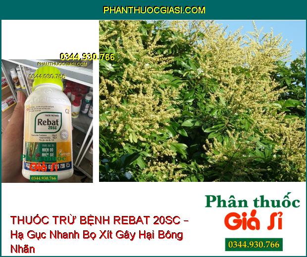 THUỐC TRỪ BỆNH REBAT 20SC – Đặc Trị - Hạ Gục Nhanh Các Loại Nhện Gié, Nhện Đỏ, Bọ Xít, Muỗi