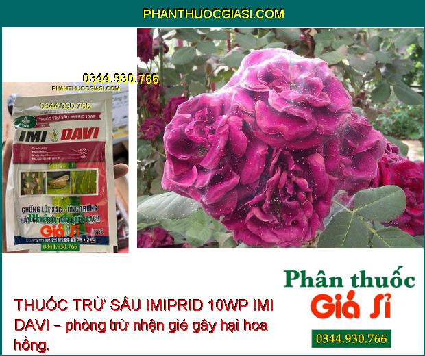 THUỐC TRỪ SÂU IMIPRID 10WP IMI DAVI – Đặc Trị Các Loại Rầy - Côn Trùng Chích Hút Trên Cây Trồng