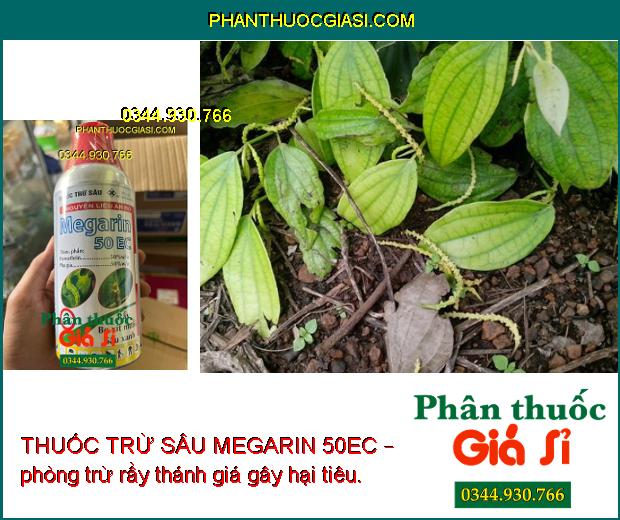 THUỐC TRỪ SÂU MEGARIN 50EC – Đặc Trị Ruồi Vàng- Sâu - Rầy