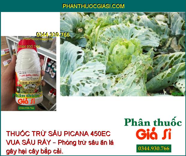 THUỐC TRỪ SÂU PICANA 450EC VUA SÂU RẦY – Phòng Trừ Các Loại Sâu- Rầy Gây Hại