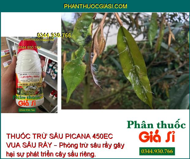 THUỐC TRỪ SÂU PICANA 450EC VUA SÂU RẦY – Phòng Trừ Các Loại Sâu- Rầy Gây Hại