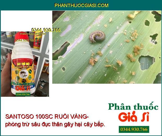 SANTOSO 100SC RUỒI VÀNG-  Diệt Trừ Nhiều Loại Côn Trùng Gây Hại