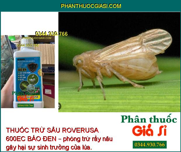 THUỐC TRỪ SÂU ROVERUSA 600EC BÁO ĐEN – Phòng Trừ Các Loại Sâu Rầy Gây Hại