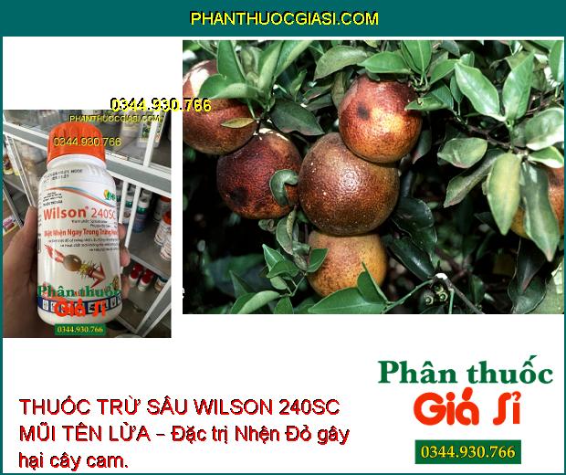 THUỐC TRỪ SÂU WILSON 240SC MŨI TÊN LỬA – Đặc Trị Nhện Đỏ Trên Cây Có Múi