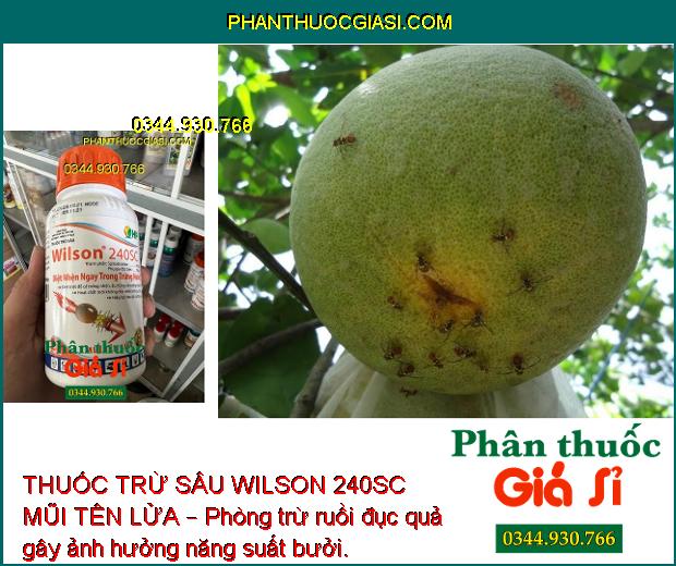 THUỐC TRỪ SÂU WILSON 240SC MŨI TÊN LỬA – Đặc Trị Nhện Đỏ Trên Cây Có Múi