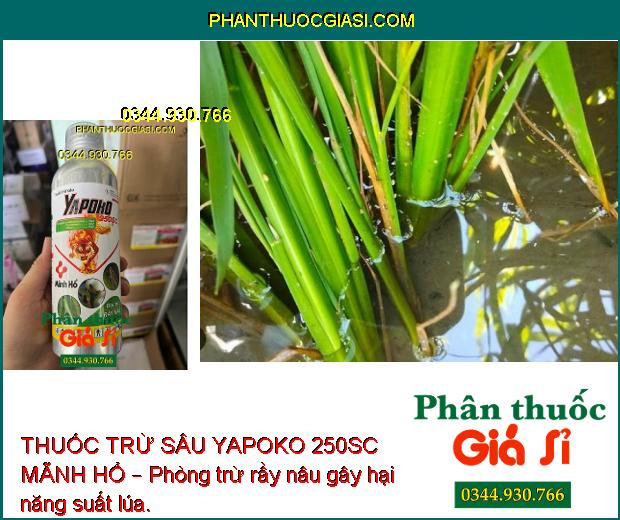 THUỐC TRỪ SÂU YAPOKO 250SC MÃNH HỔ – Đặc Trị Rầy Nâu- Bọ Xít Hôi- Sâu Cuốn lá... 