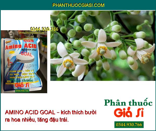 AMINO ACID GOAL – Xanh Cây- Tốt Lá- Ra Hoa- Đậu Trái- Nuôi Trái Liên Tục