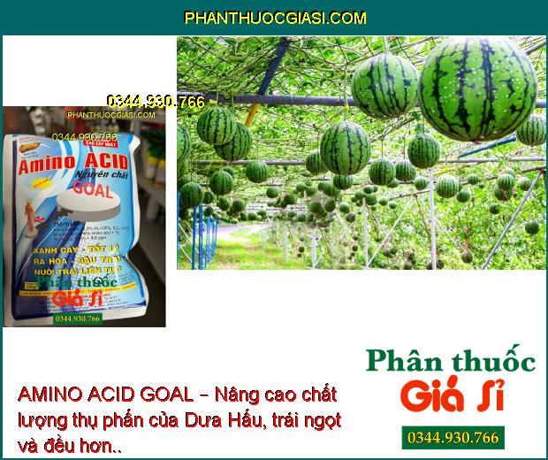 AMINO ACID GOAL – Xanh Cây- Tốt Lá- Ra Hoa- Đậu Trái- Nuôi Trái Liên Tục